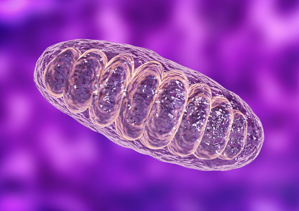 Hallmarks of Aging – Mitochondrien