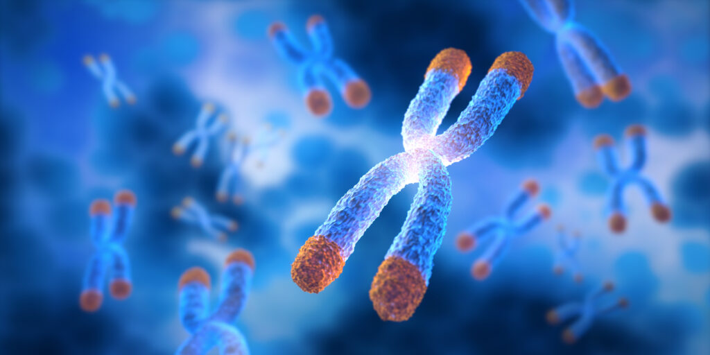 Hallmarks of Aging – Chromosomen mit Telomeren – Schutzkappen am Ende der Chromosomen zur Stabilisierung der DNA